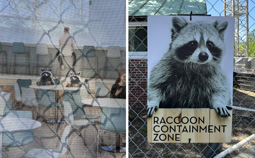 Posters of raccoons pinned to the metal construction site fence. The raccoons are a school mystery with few answers to be found. (Tindra Jemsby/International Dateline)